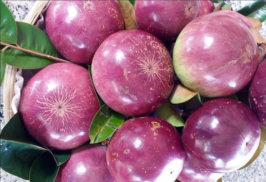 Vú Sữa Tím Bách Thảo