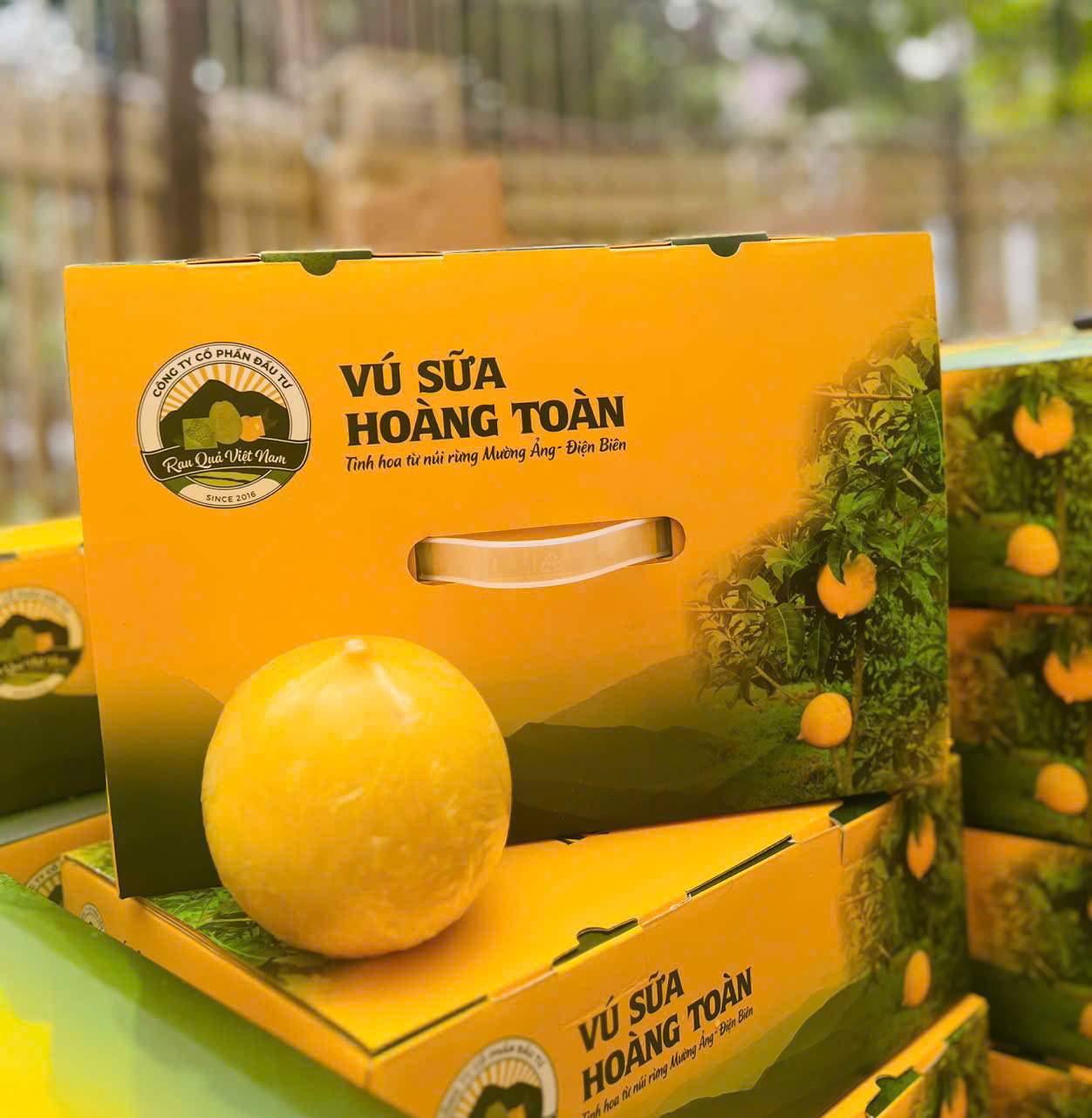 Vú sữa Hoàng Kim VIP