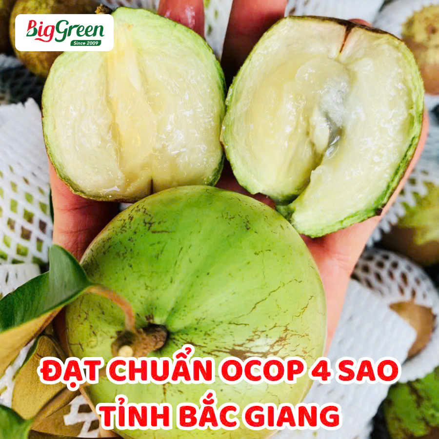 Vú Sữa Tân Yên