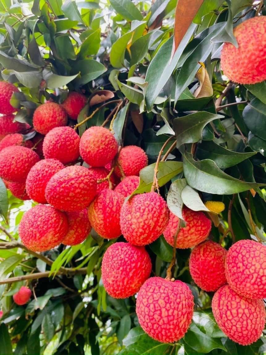 Vải Trứng Hưng Yên