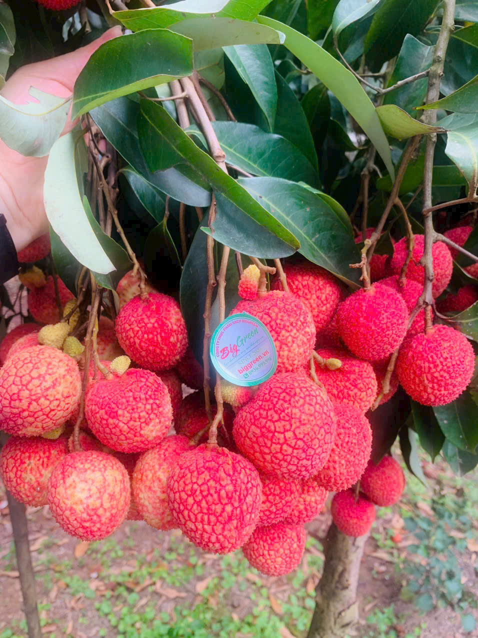 Vải Trứng tổ Hưng Yên