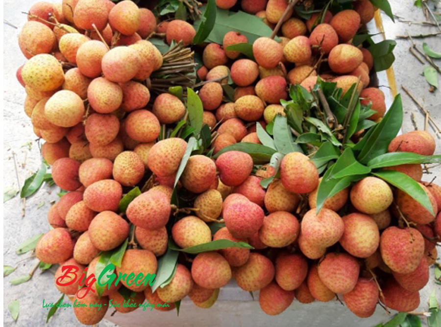 Vải U Trứng Thanh Hà