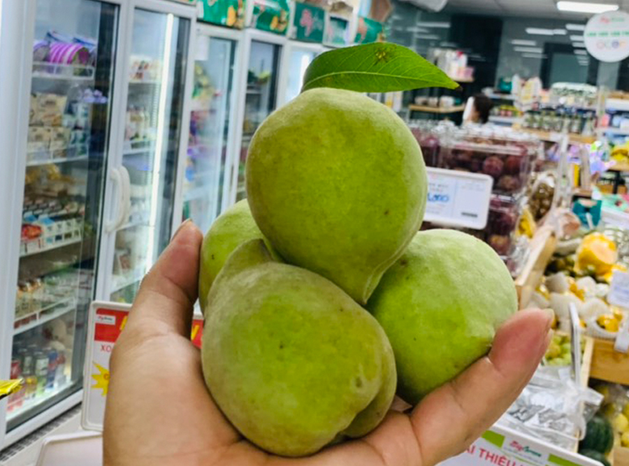 Đào mỏ quạ Mộc Châu