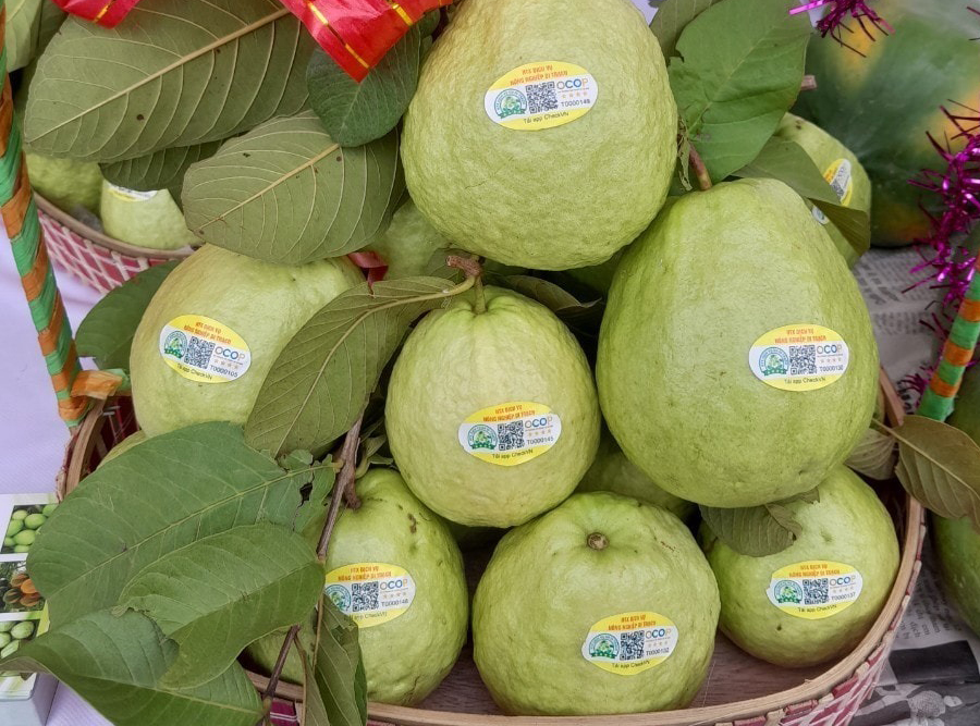 Ổi di trạch
